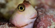 blenny_lubbocks_pb_phi_h_0019_tha0423.jpg